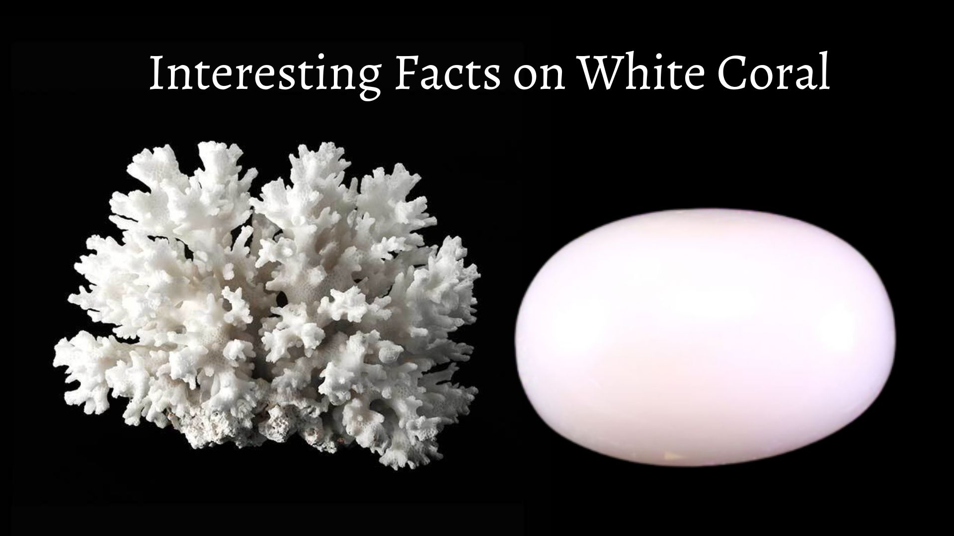 Interesting Facts on White Coral